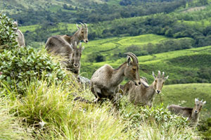 Munnar
